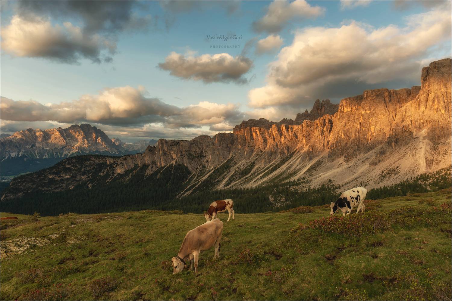 italy,dolomites,passo giau,италия,доломитовые альпы,пассо джау,горы,тучи,корова,лето, Гори Василий