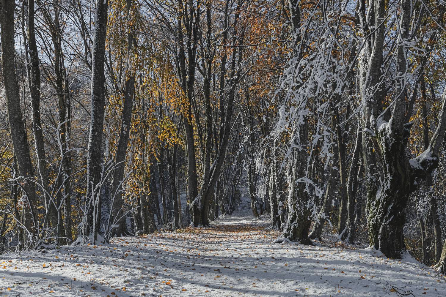 , Чухров Дмитрий