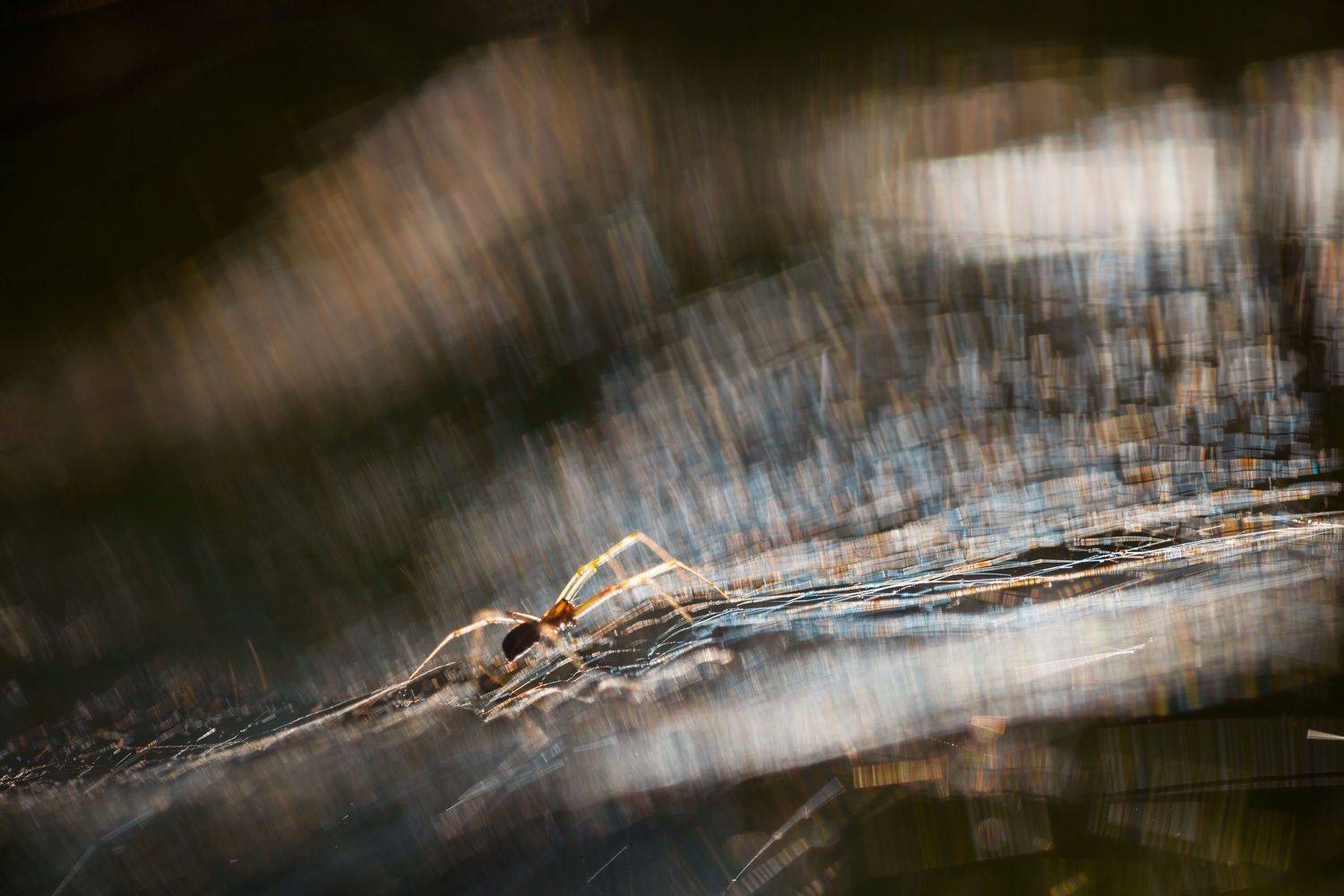 , Викулов Николай