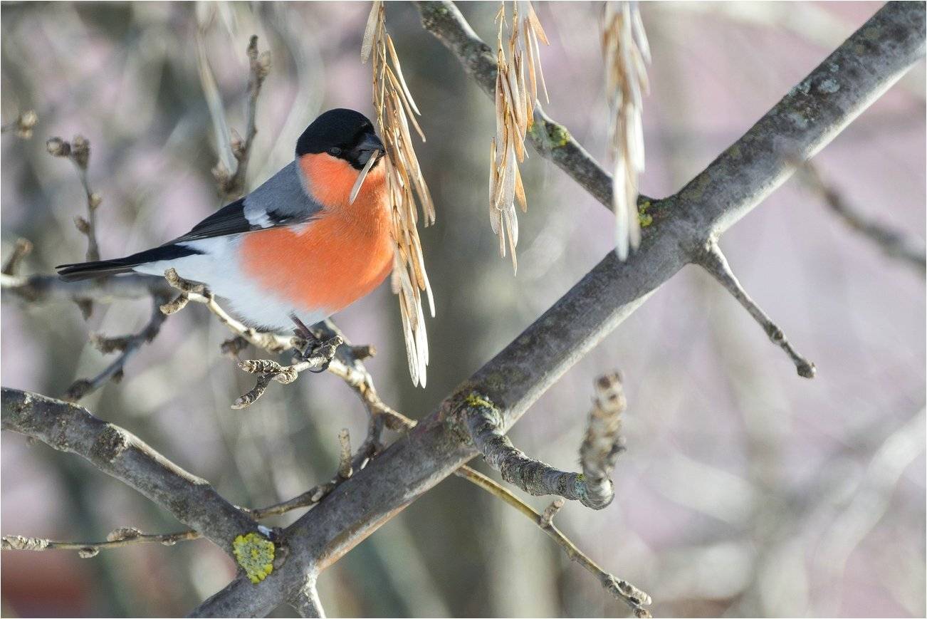 , Руслан Сигушин