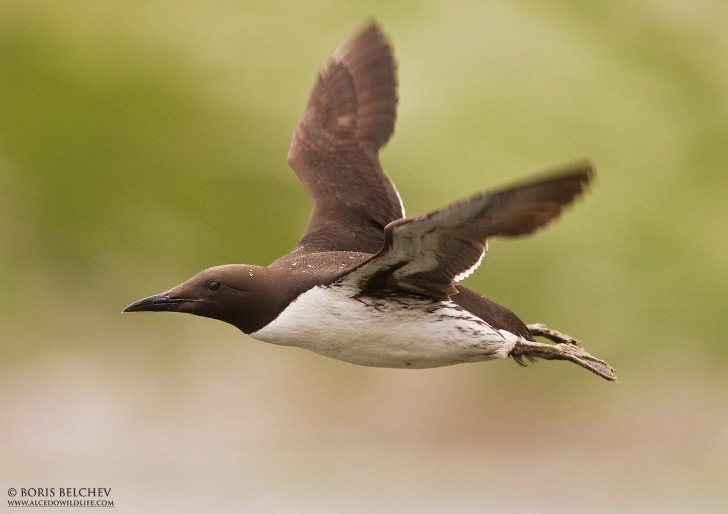 , Борис Белчев