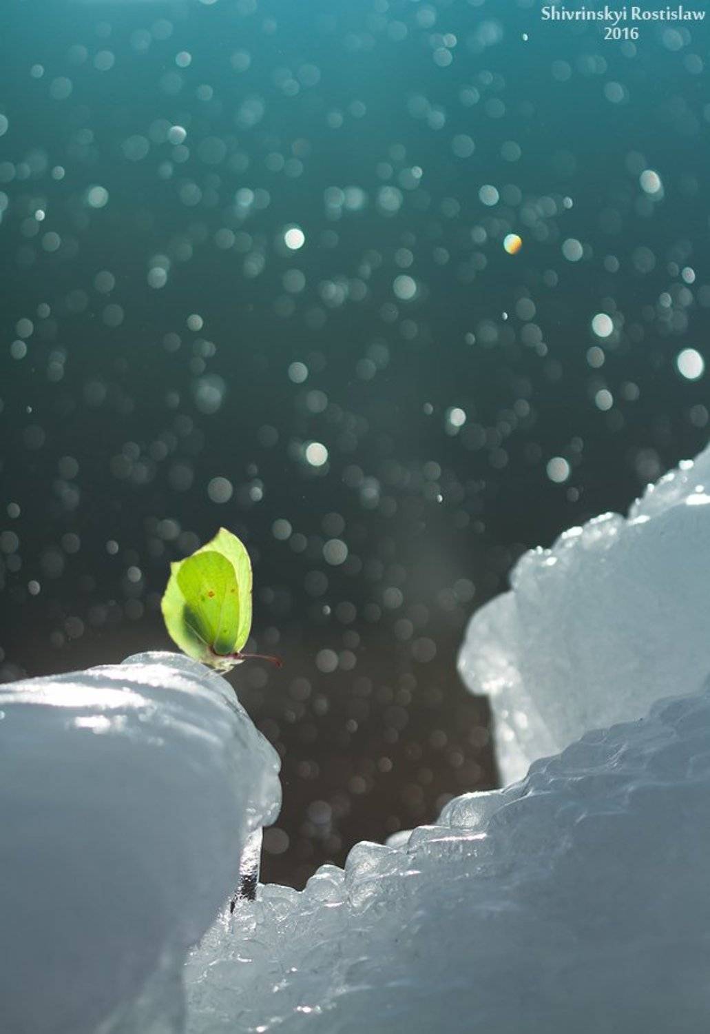 macro, nature, ice, butterfly, Шивринский Ростислав