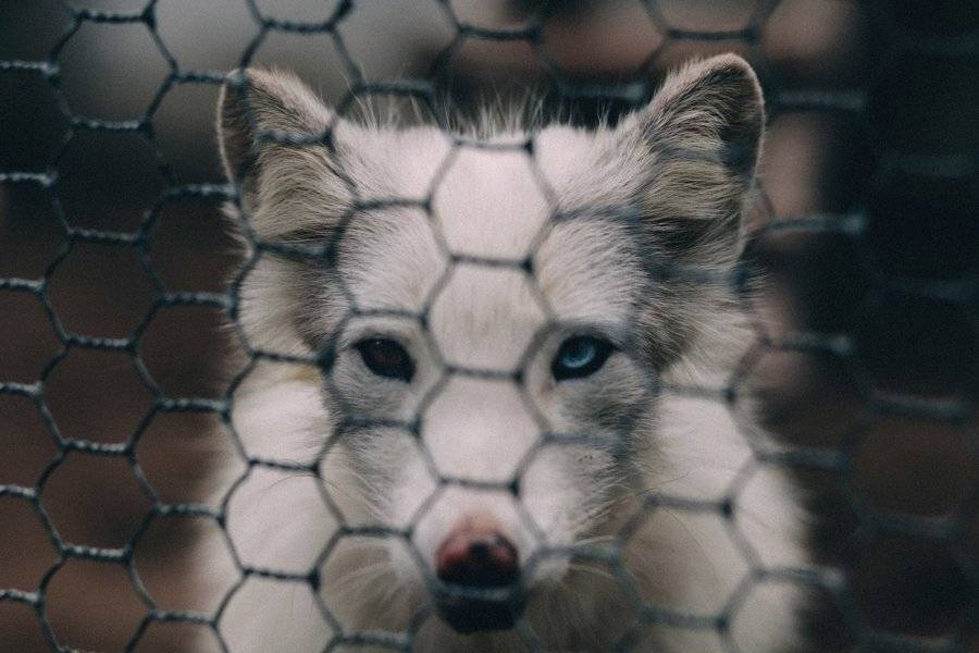 Зоопарк, Песец, Александр Кузовков
