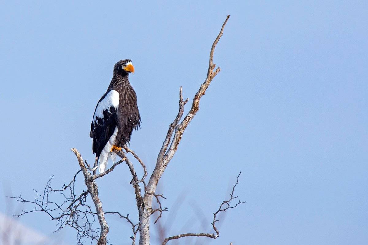 Камчатка, орел, орлан, птица, хищник, природа,, Денис Будьков