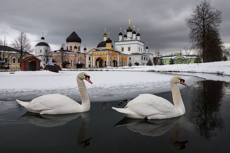 давидова пустынь, лебедь, храм, отражение, монастырь Зима в Давидовой пустыни фото превью