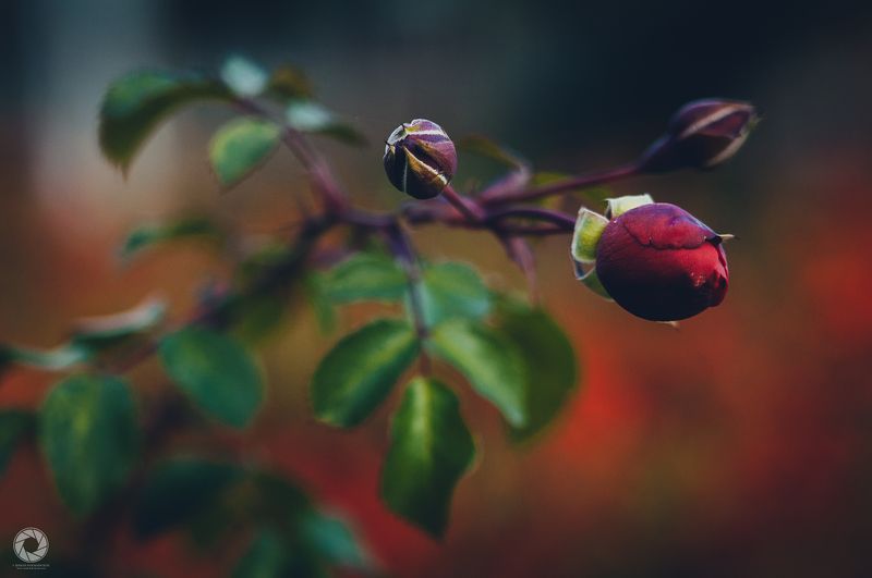 Троянда фото превью