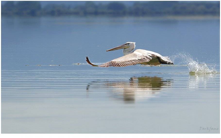 bird, birds, animal, animals, wild, wilds, wildlife, pelicano, water, aquatic, птицы, пеликан, Георги Славов