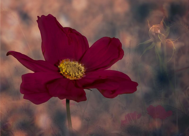 **** фото превью