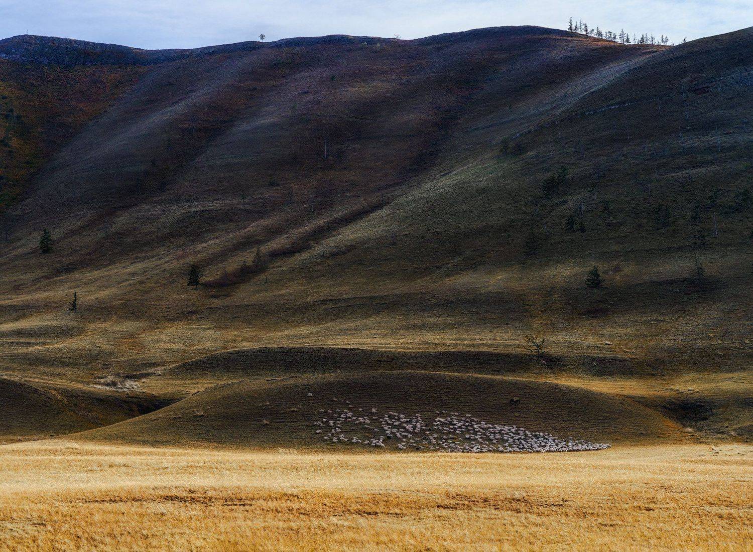 Хакасия, 2015, Сарж, овцы, Дмитрий Дубиковский