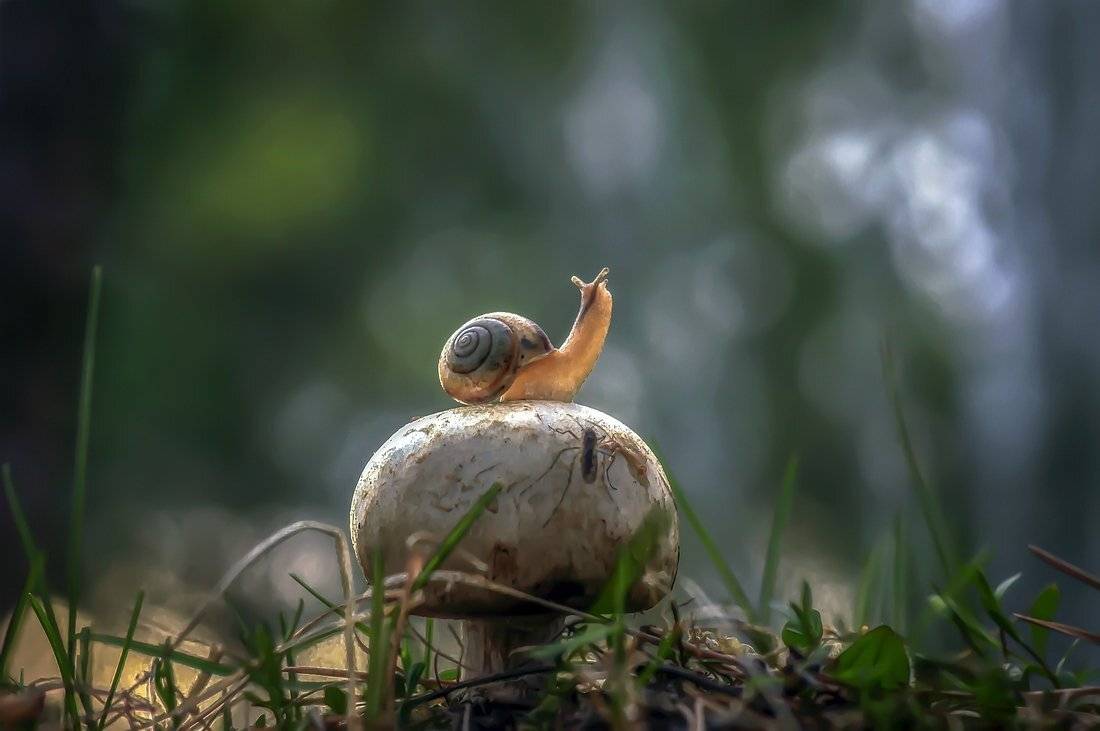 , Анатольевич