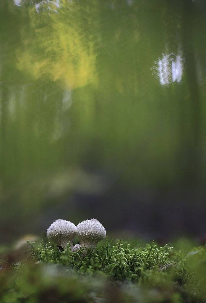 гриб, белый, плащ, молодой, завод, макрос, трава, мох, почвы, зеленые, желтые, листья, ветви, падение, древесина, пейзаж, природа, разноцветная, торф и болото, иглы, еда, семена;, Виктор