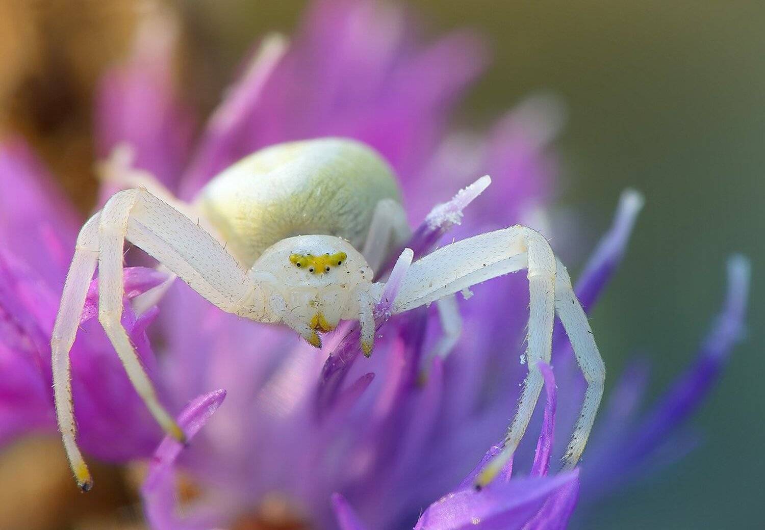 , Кузнецов Дмитрий