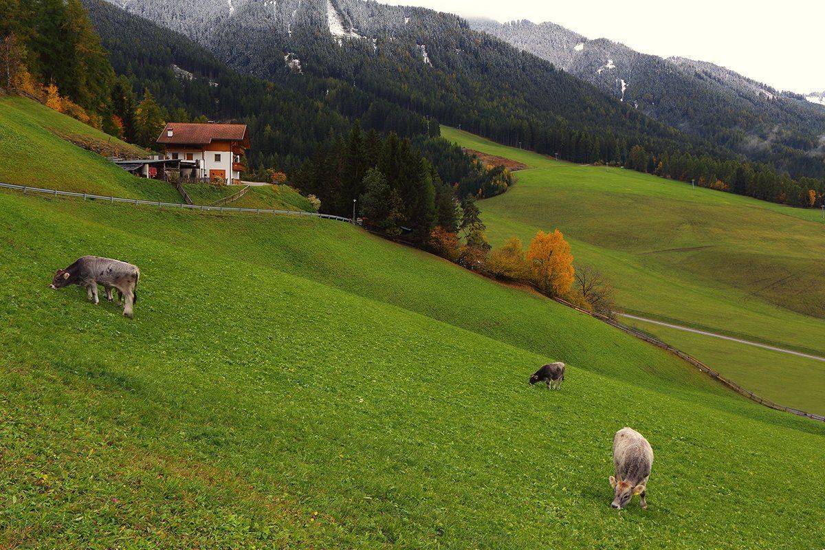 , Игорь Дубровский