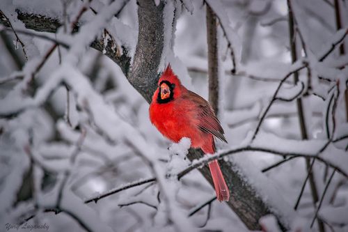 Красный кардинал в снегу / Northern Cardinal in snow