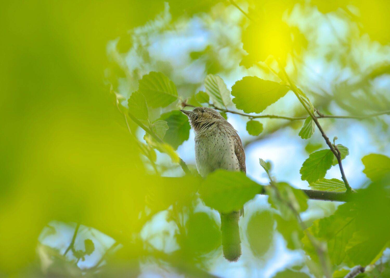 вертишейка, весна, дятел, зелёный, листва, небо, ольха, птица, самец, jynx torquilla, Ксения Соварцева