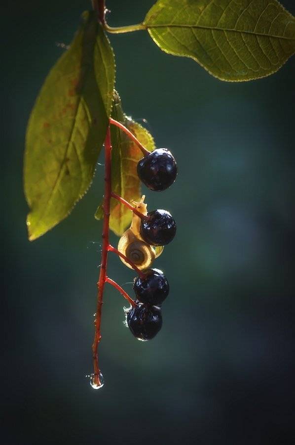 , Анатольевич