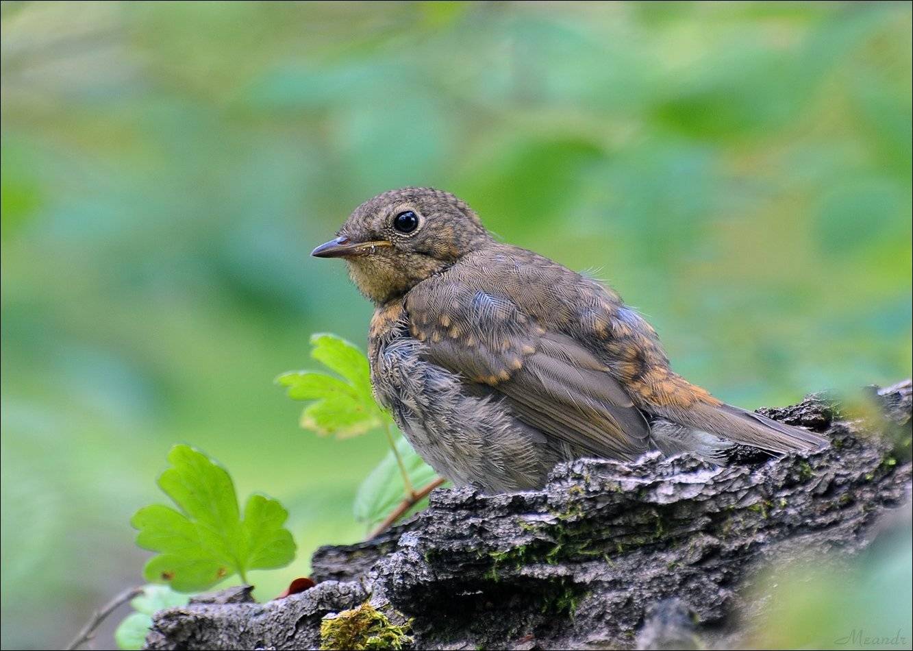зарянка, малиновка, Андрей Медведев