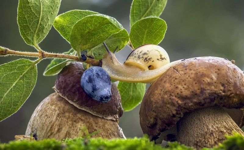 В шаговой доступности ... фото превью