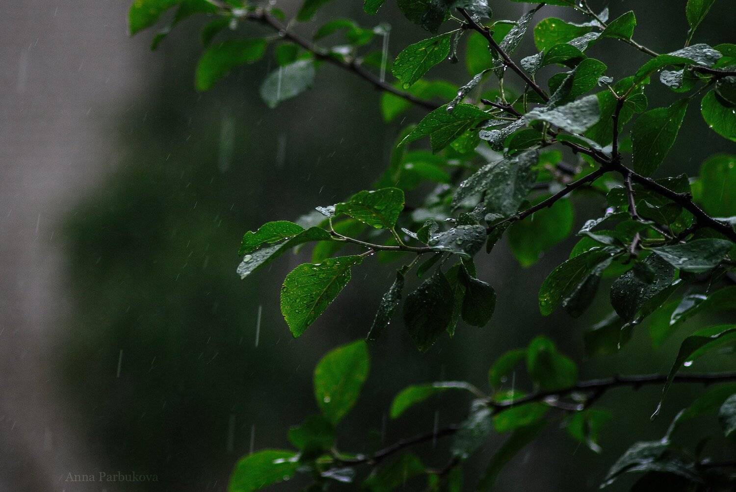 , Парбукова Анна