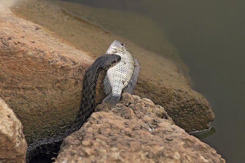 70200, 7d, animals, fish, snake, животные, змеи, рыба, уж Уж с добычей фото превью