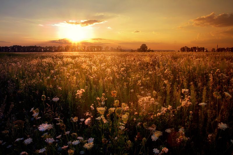 янтарный вальс фото превью