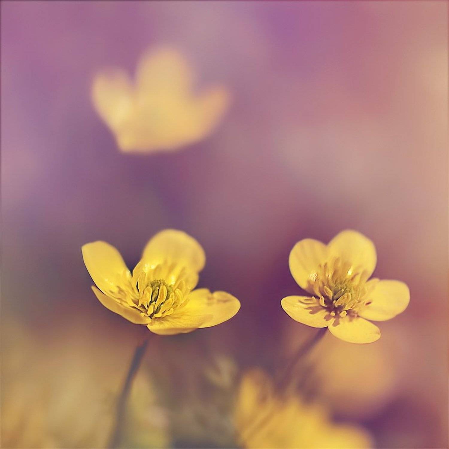 antrisolja,macro,flower,nature,floral,, Antri  Solja