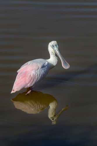 Розовая колпица (spoonbill)