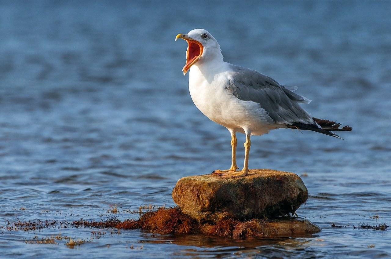 , Шевченко Юрий