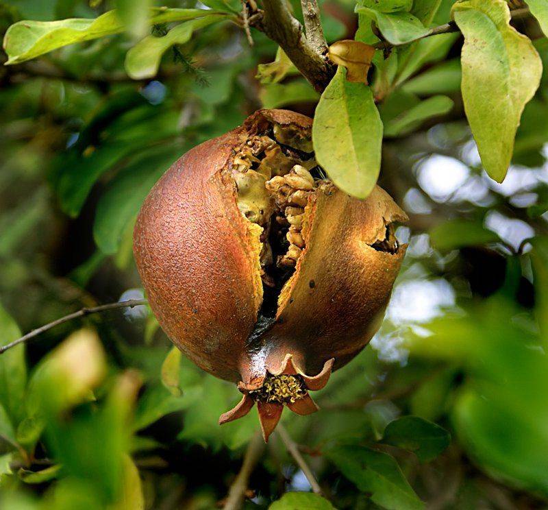 гранат, Maria V. Gorskaya