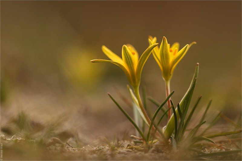 Лучок фото превью