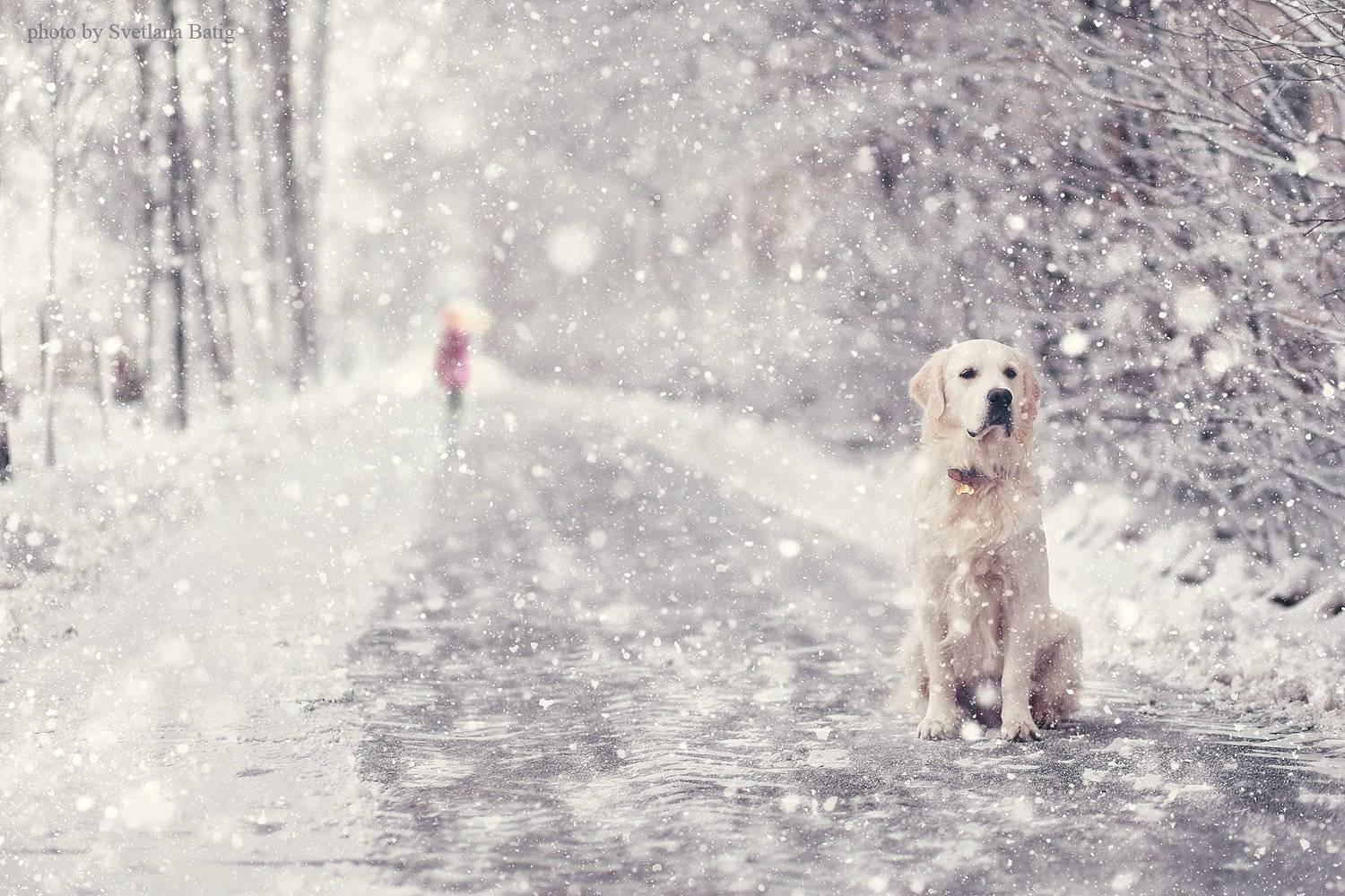 , Батиг Светлана