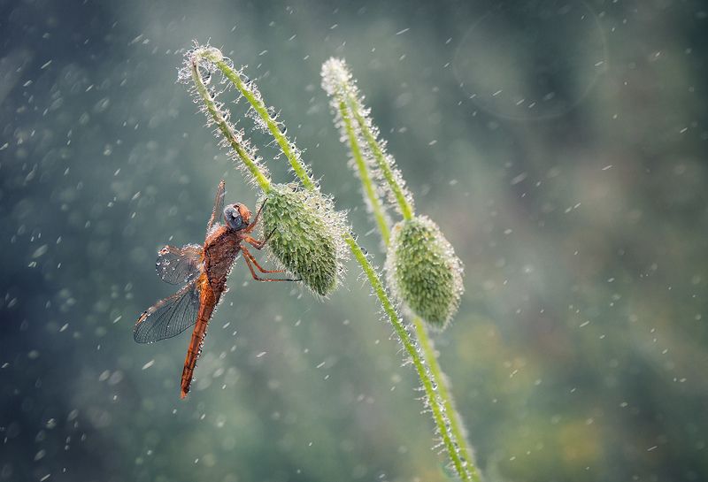 *** фото превью