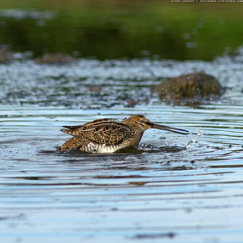 Бекас, Алексей Лобанов