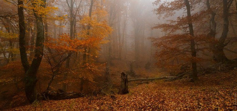 _ фото превью