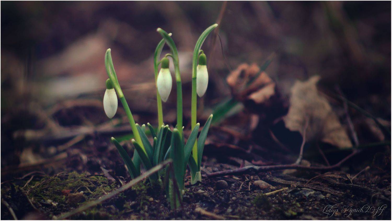 , Лидия Киприч