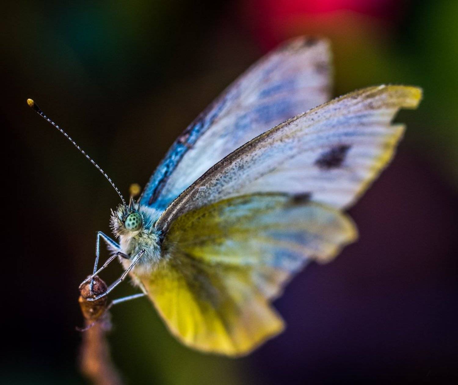 Бабочка, Крылья, Макро, Макрофото, Усы, Александр Хорошилов