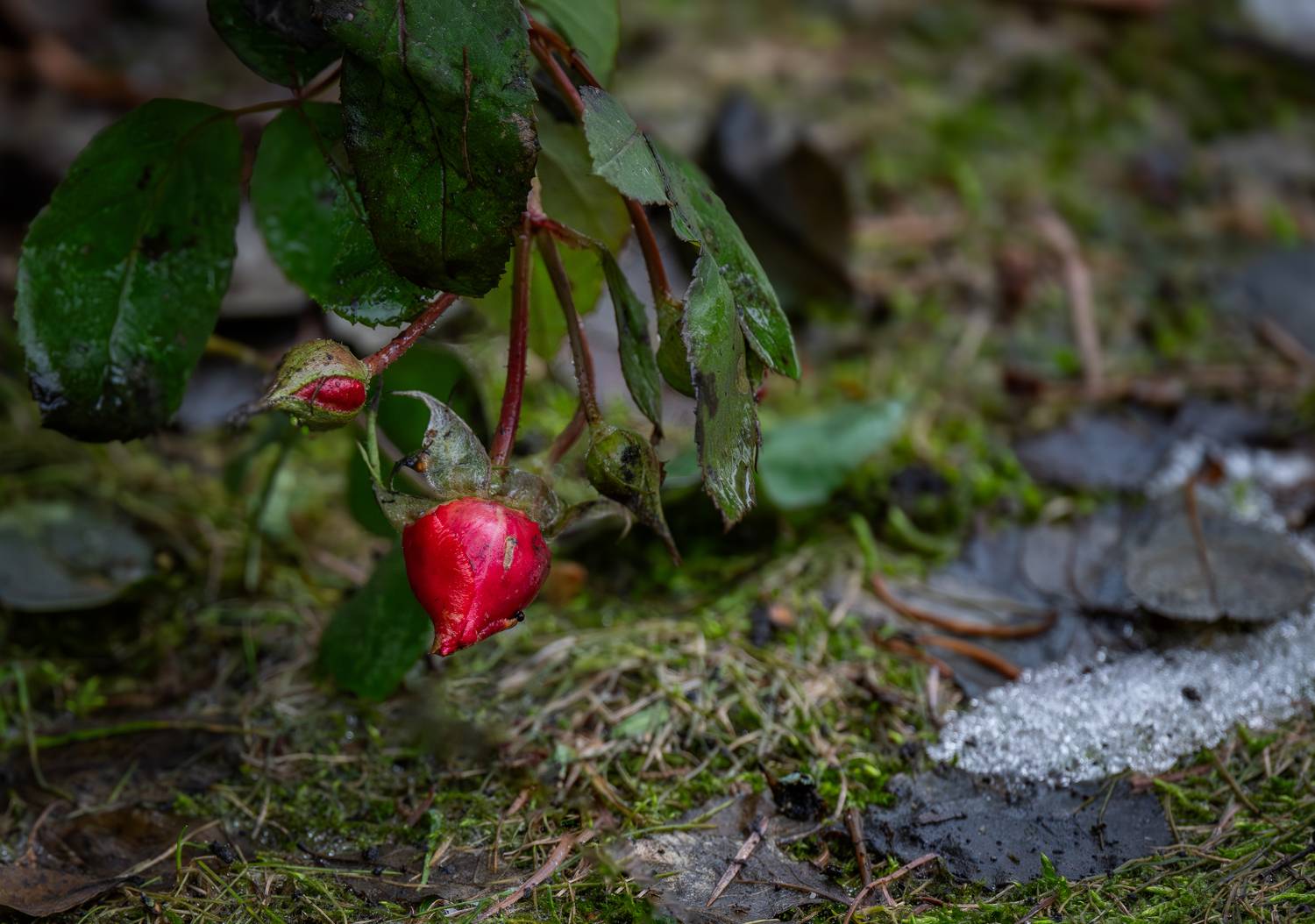 , Курлянцев Алексей