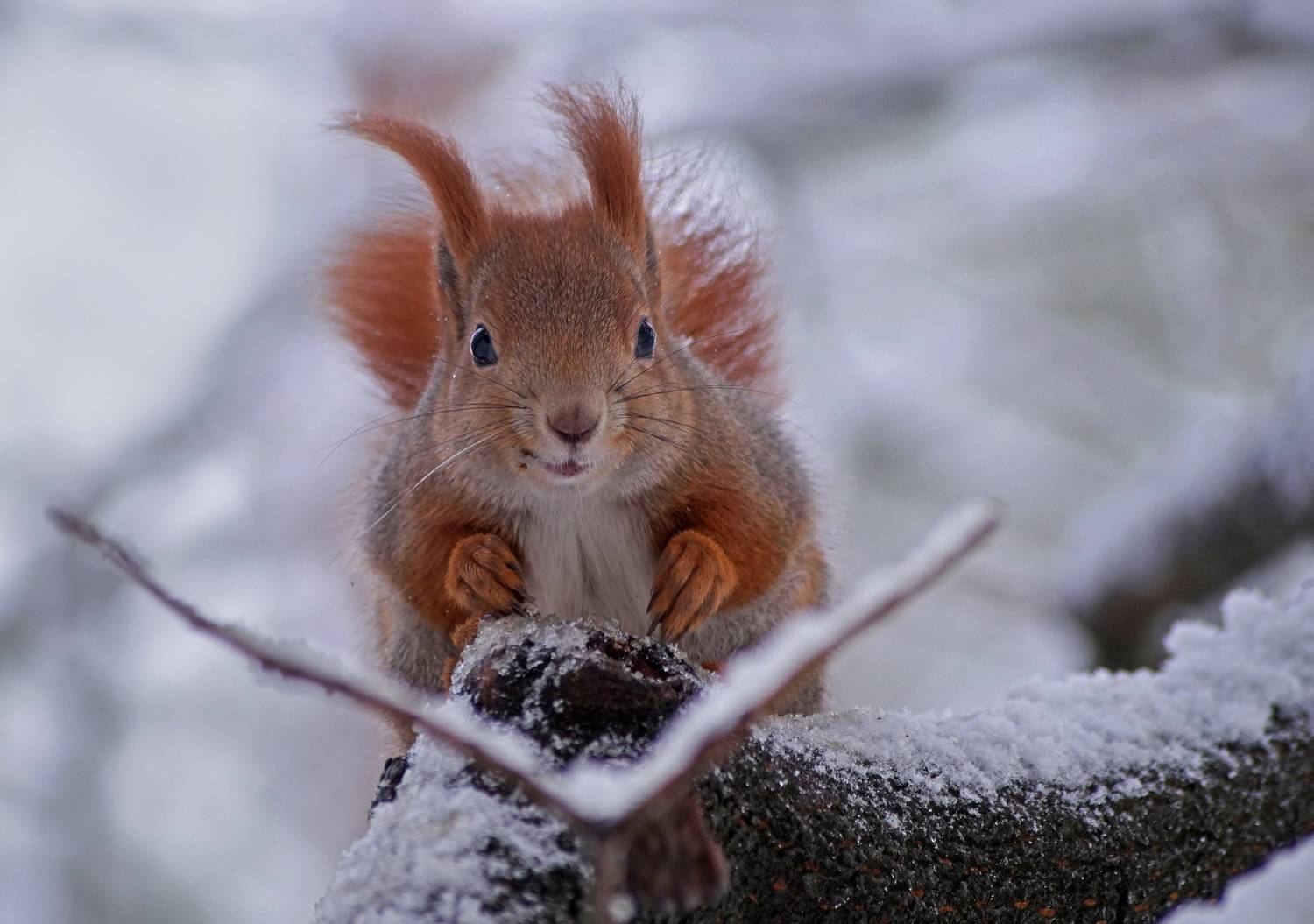 , Чепленко Алексей