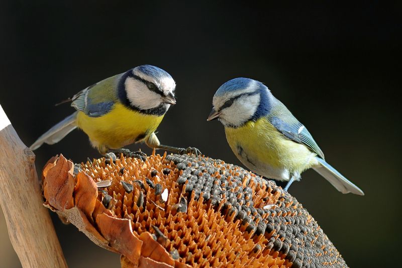 Cyanistes caeruleus (Син синигер) фото превью