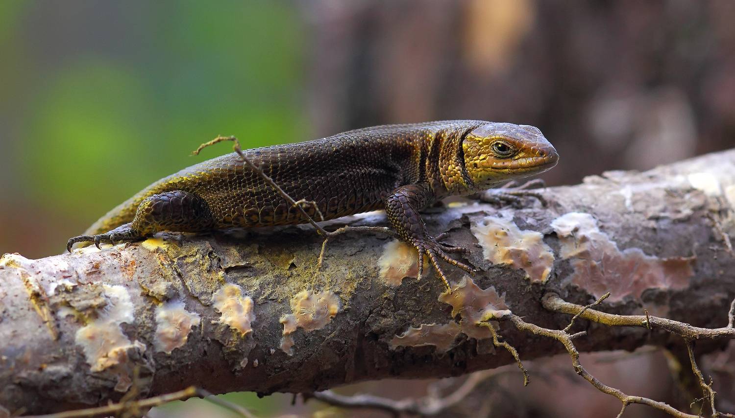 , Галина Горькавая