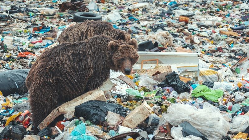 Медведи бедолаги фото превью