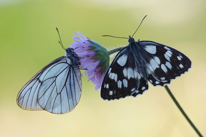 боярышница, aporia crataegi, галатея, пестроглазка галатея, melanargia galathea *** фото превью