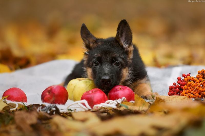 собака, щенок, немецкая овчарка, яблоки, осень Моё! Не отдам! фото превью