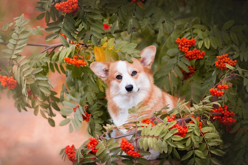 Осенняя фотопрогулка с Ванессой фото превью