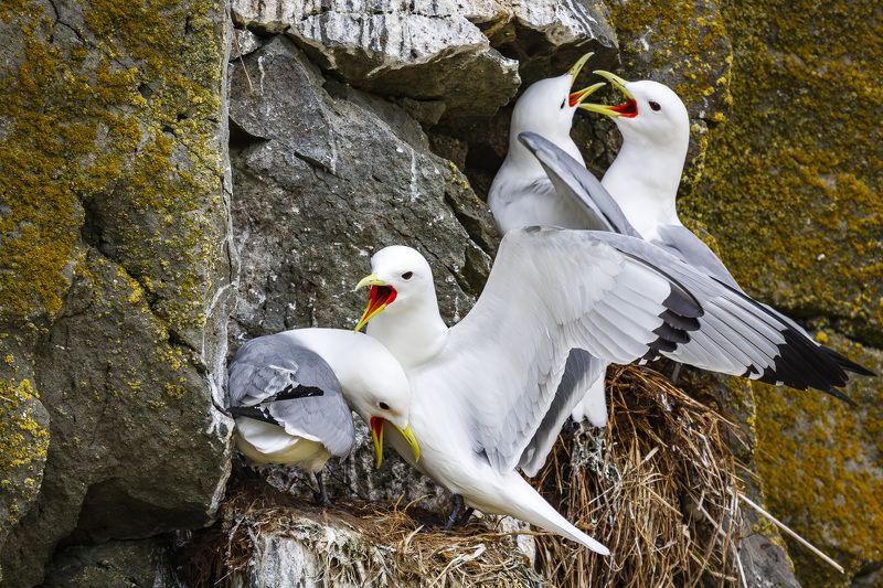 Банный день красноногих говорушек фото превью