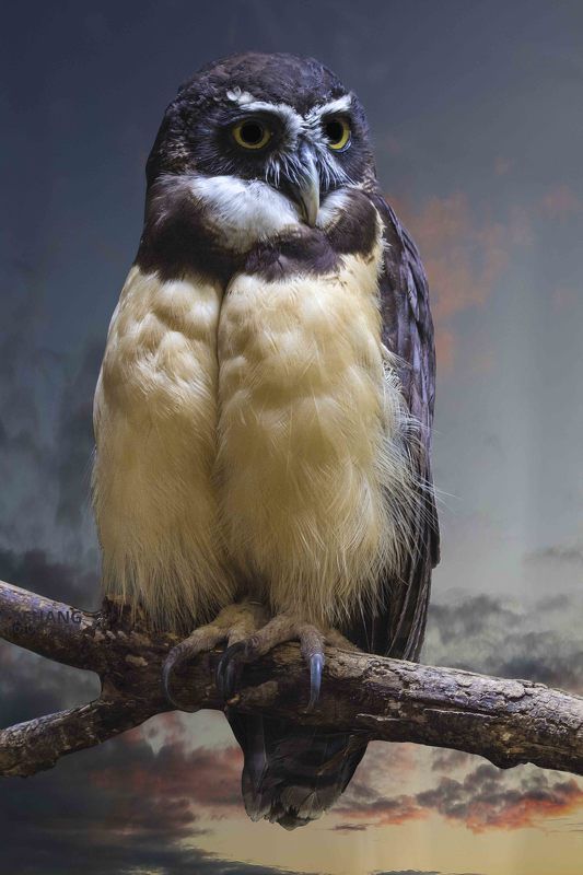 Spectacled owl фото превью