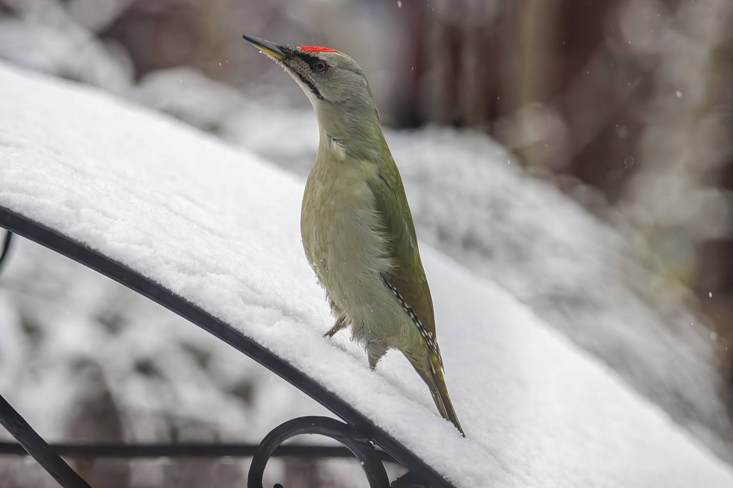 дятел, седой, седой дятел, Морозов Сергей