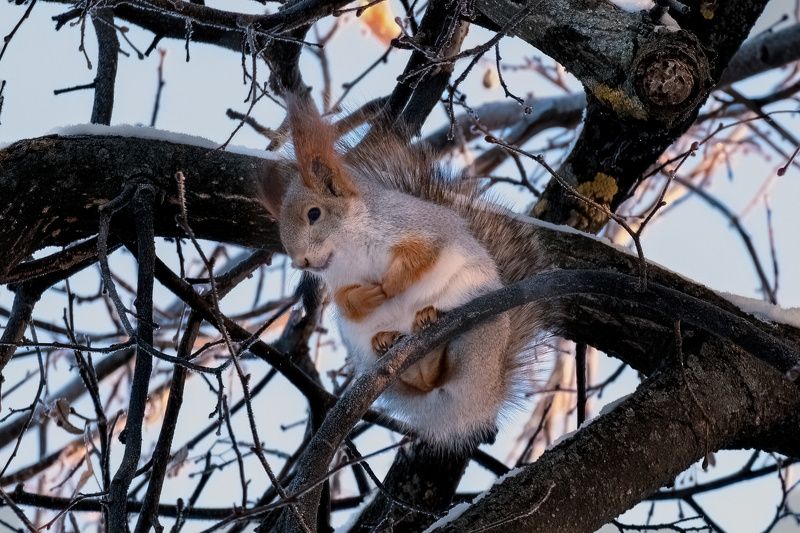 белка, зима, орехи, белка на дереве Лапки сердечком фото превью