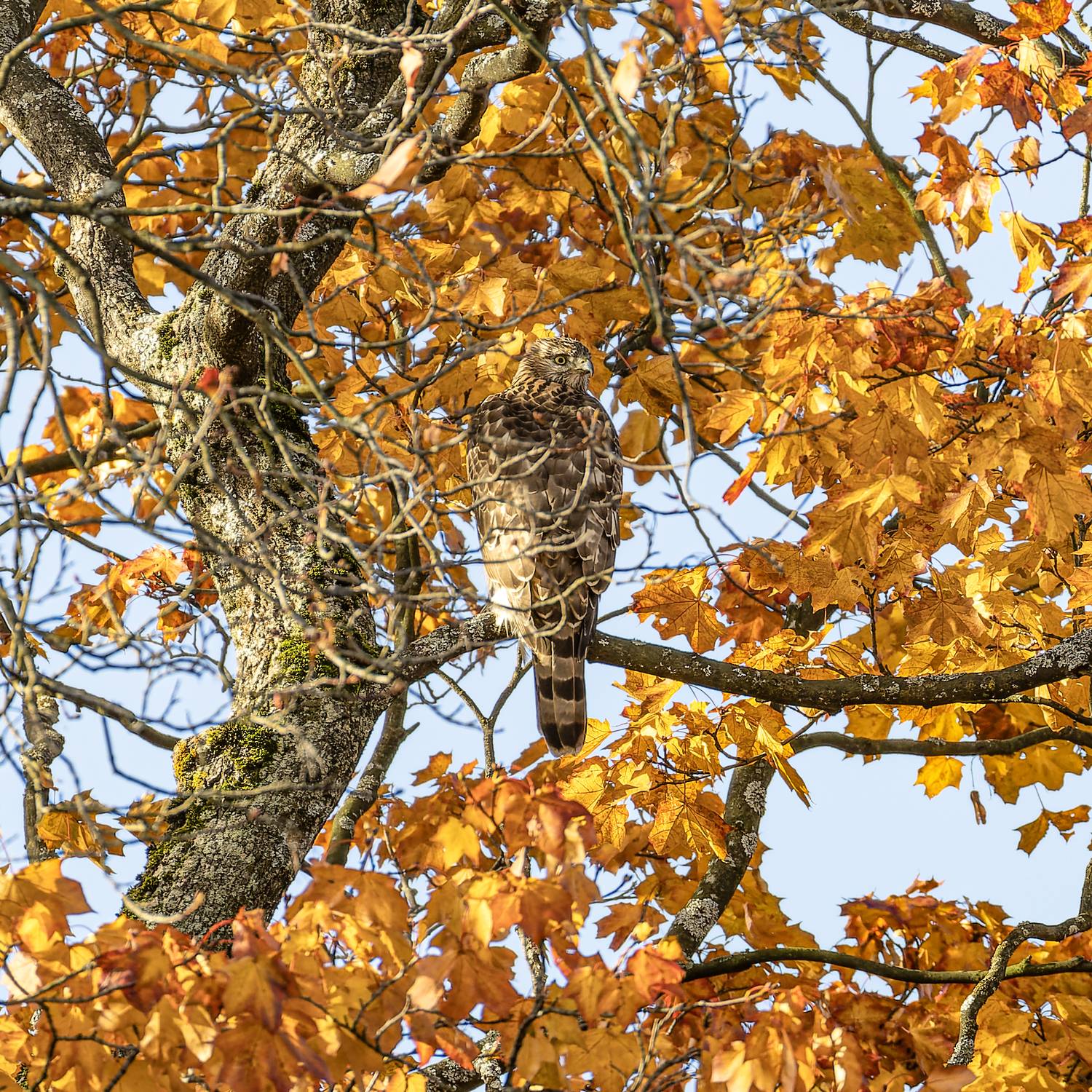 тетеревятник, ястреб, птицы, хищник, осень, фотоохота, золотая осень, Руслан Pl