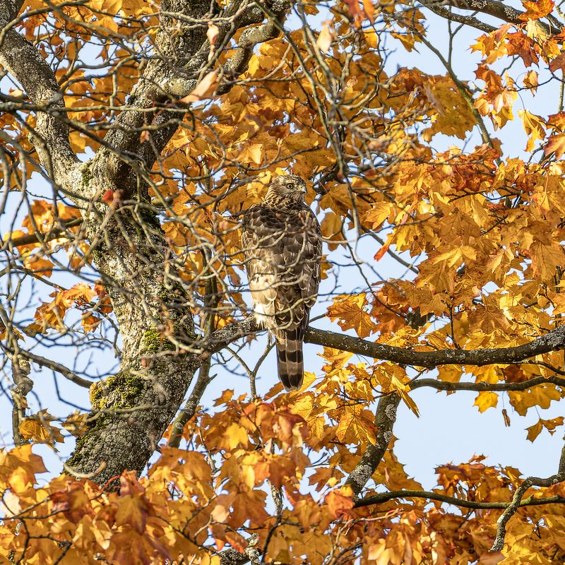 тетеревятник, ястреб, птицы, хищник, осень, фотоохота, золотая осень Мимикрия тетеревятника фото превью